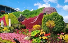 昆明花展这些植物堪称“新顶流”：为什么人们“为一盆植物上头”
