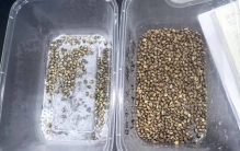 “世界上最孤独的植物”子代葡萄植株迎丰收！偷吃可入刑