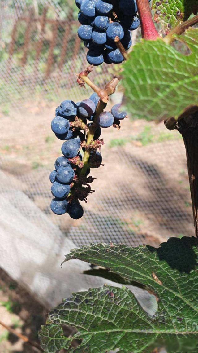 它被叫做最孤独植物,如今终于挂果丰收,为什么偷吃会触犯刑法?