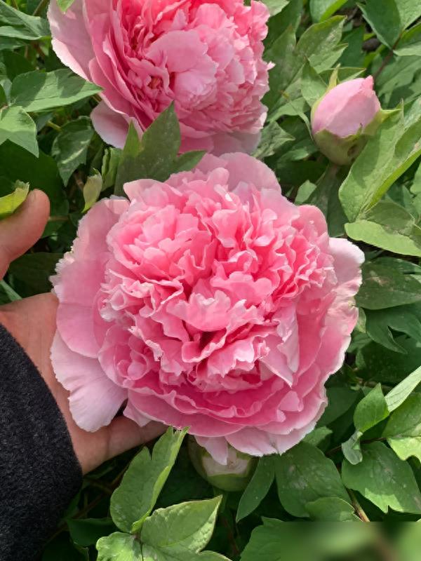 甘肃一男子院里一棵牡丹花养40年,成花树,开1000多朵花,太美了