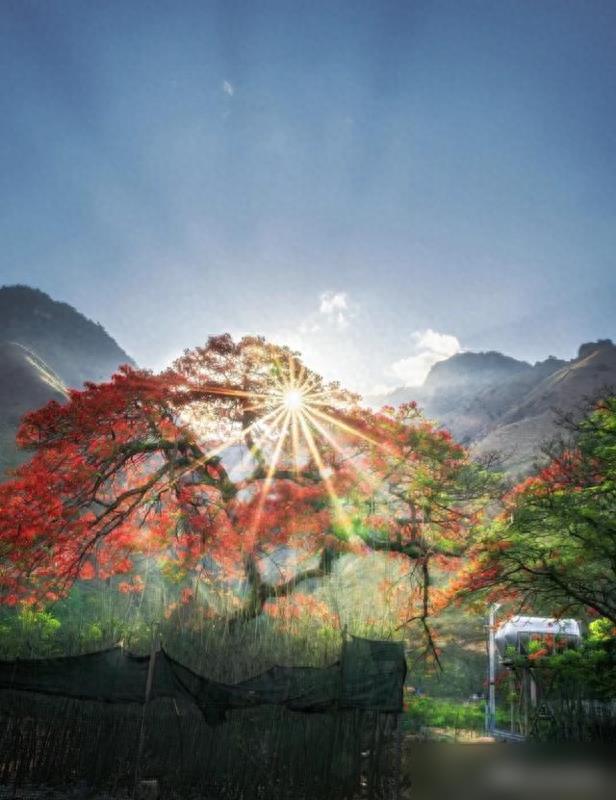 云南发现一棵花,因“开花时树姿太美”走红,拍照仙气十足