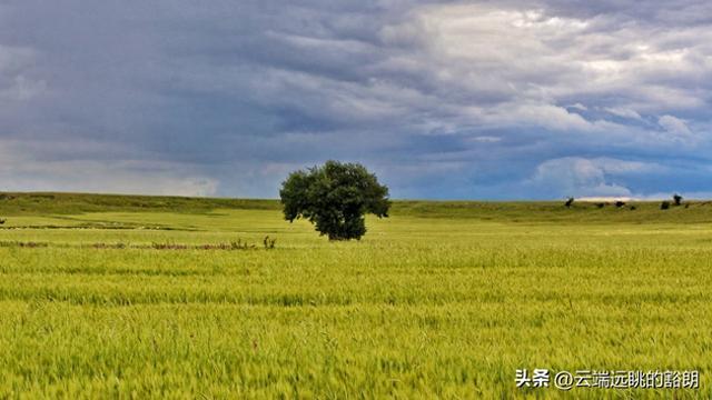 这4种"最孤独"的植物,靠人类守护才活到了今天