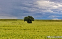 这4种"最孤独"的植物，靠人类守护才活到了今天