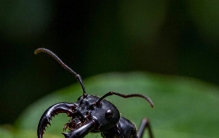 🐜 子弹蚁——世界上最痛的叮咬，像被子弹击中