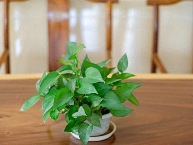 属蛇家庭养花别乱选!这5款绿植好打理,还能给家攒福气