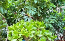 云南一阿婆，一棵玉树养了50年，树干比腰粗，一次开花上万朵！