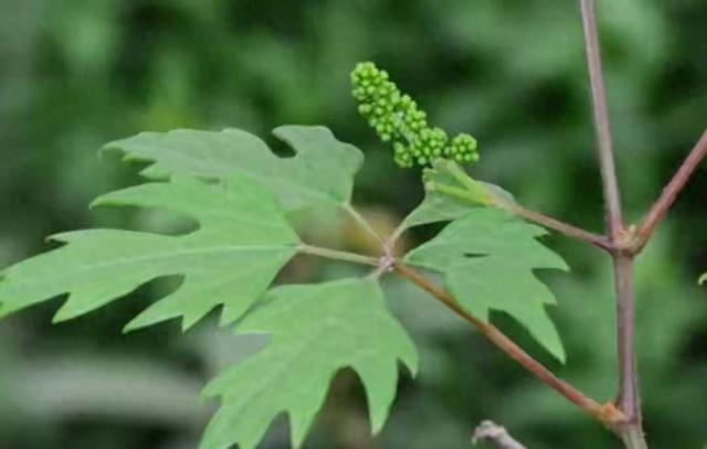 全球仅两株! 北京“世界上最孤独的植物”迎来丰收