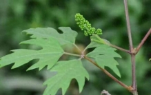 全球仅两株! 北京“世界上最孤独的植物”迎来丰收