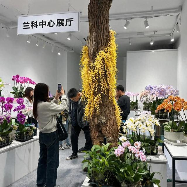 国家二级保护野生植物:“流苏石斛”,美到不敢喘气