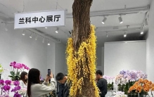 国家二级保护野生植物：“流苏石斛”，美到不敢喘气