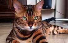 全球29只颜值最高的猫咪！简直萌出新天际！