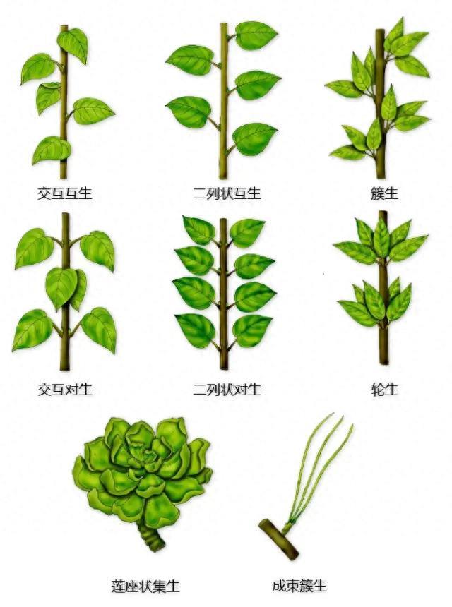 养花高手必学:从叶形到花果,一眼看透植物秘密