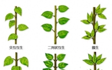 养花高手必学：从叶形到花果，一眼看透植物秘密