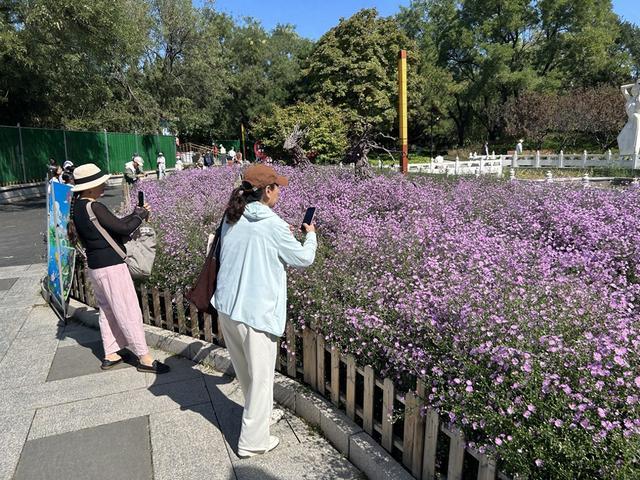 “潦草小猫”出圈!国庆花卉景观背后的凡人故事