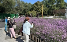 “潦草小猫”出圈！国庆花卉景观背后的凡人故事