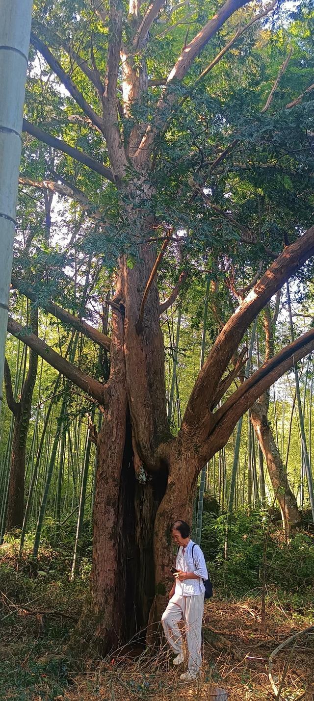 怀集洽水镇石莹村:红豆杉与水松,深山里的植物活化石