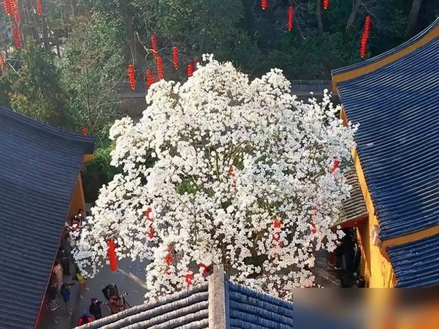浙江一棵500年玉树,因开花太仙走红,宛如人间玉树,拍照人挤人