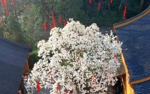 浙江一棵500年玉树，因开花太仙走红，宛如人间玉树，拍照人挤人