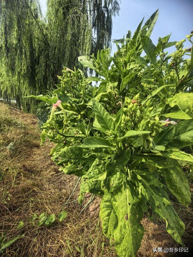 土语“要火”,与在任丘许久不见的这种植物