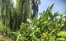 土语“要火”，与在任丘许久不见的这种植物
