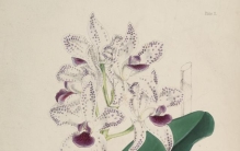 《精选兰科植物》第一辑