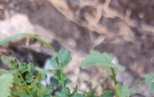 新疆植物百科（八十五）