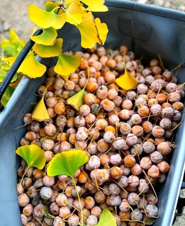 遍地可见的银杏,为何还位列国家一级保护植物?
