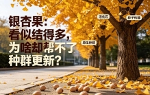 银杏果：自然界中最没用的果实！结果结得再多也一样沦为保护植物
