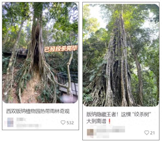 一棵树如何“杀死”另一棵树?揭秘生长在南方湿润地区的绞杀植物