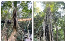 一棵树如何“杀死”另一棵树？揭秘生长在南方湿润地区的绞杀植物