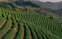 盘点中国产茶10大省份：第1名产量顶三个浙江，第8名最能喝
