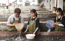 鱼苗“游”全国 人才回乡来