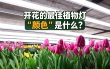 什么颜色的LED植物补光灯最适合植物开花？