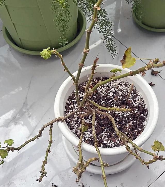 养花10年，封闭阳台最好养的10种绿叶植物，没光也绿油油