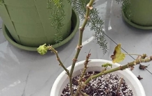 养花10年，封闭阳台最好养的10种绿叶植物，没光也绿油油