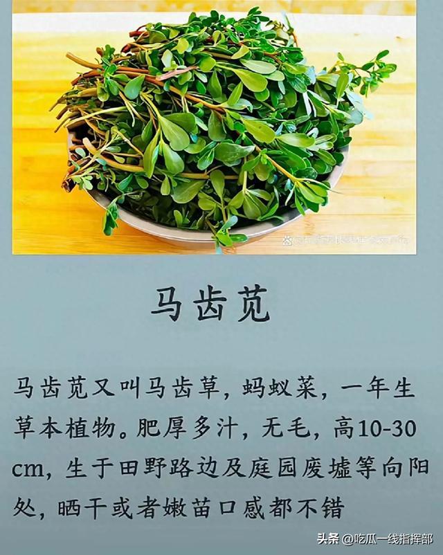 全世界最有价值的10种野草！艾草只能排第4，第一名口感无敌！