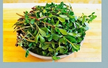 全世界最有价值的10种野草！艾草只能排第4，第一名口感无敌！