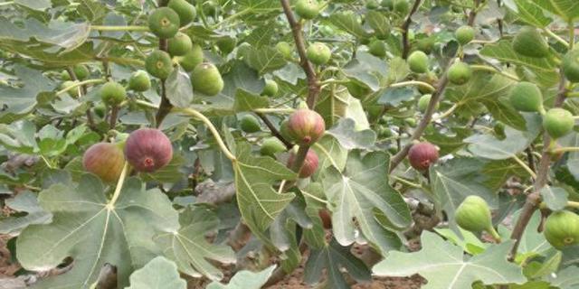 手把手教你认清中草药植物500种（161.无花果）
