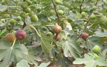 手把手教你认清中草药植物500种（161.无花果）