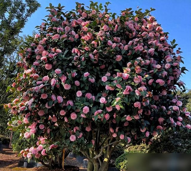 云南花市发现一株6.8W的花,妥妥的“花中香奈儿”,精致又贵气