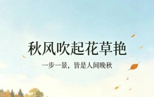 锦绣郊外最耐看 秋风吹起花草艳