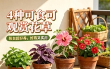 4种可食可观赏花草，阳台超好养，好看又实用