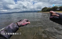 别碰！昆明男子被咬伤，半小时内全身皮疹、呼吸困难，看到立刻上报