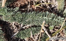 新疆植物百科（九十四）