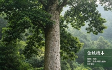 中国六大名贵树木科普！不少是国家保护植物，千万不能私自采伐