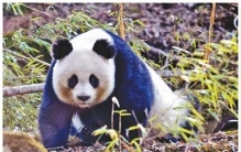 合力保护大熊猫栖息地（美丽中国·世界自然遗产这样保护）