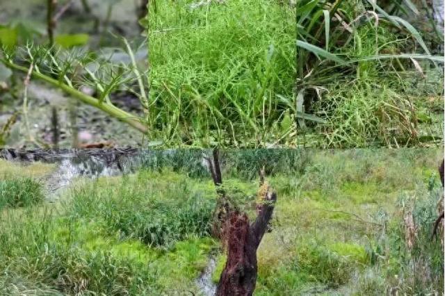 国宝植物,再次现身镇江