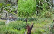 国宝植物，再次现身镇江