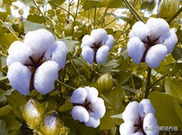 亲肌透气给人间带来长久温暖的神奇植物:棉花