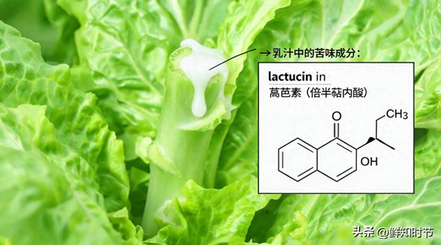 为什么生菜永远干干净净?一棵菊科植物的化学武器库